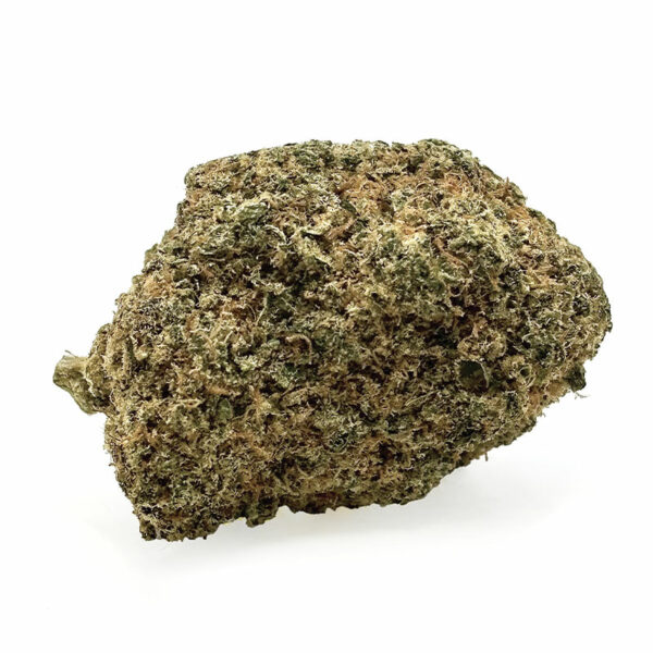 L.A (USA genetics)
